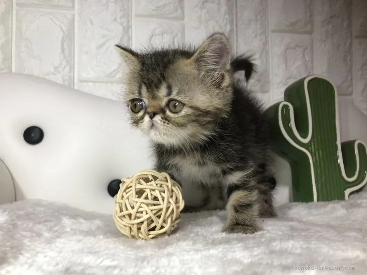ID:1907-00968の子猫