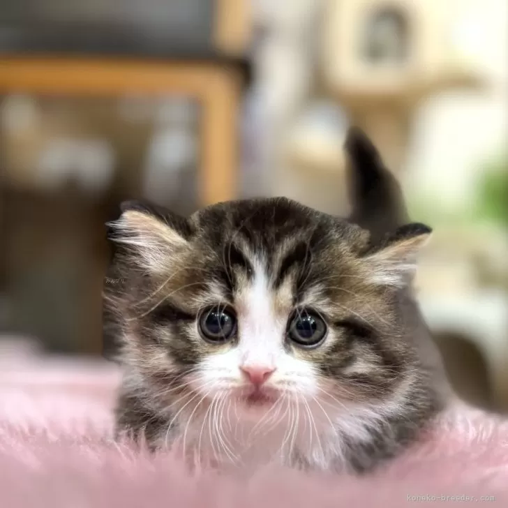 ID:2410-02033の子猫