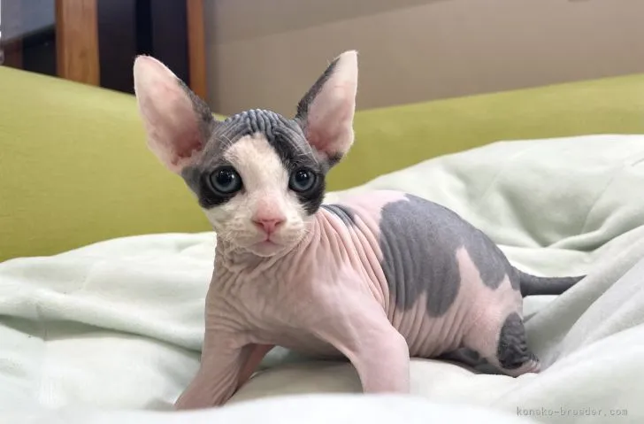 ID:2110-00236の子猫