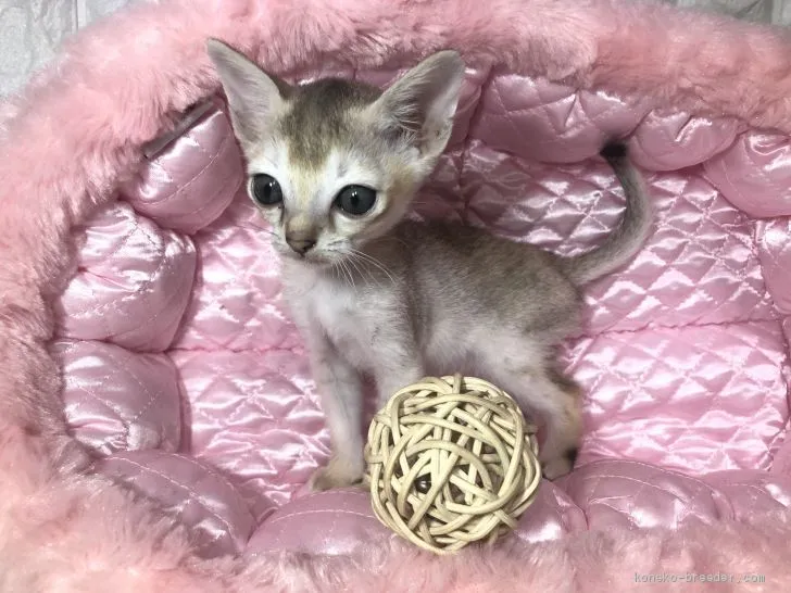 ぼん 様のお迎えした子猫