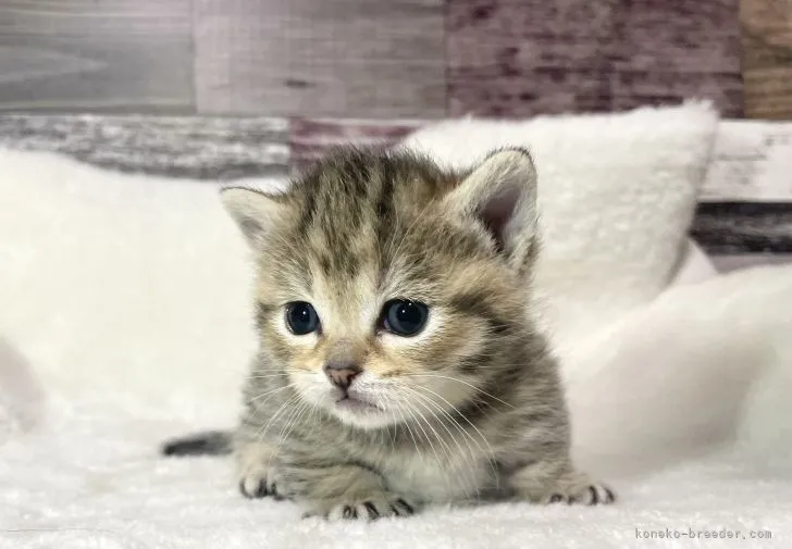ID：2111-01404の子猫