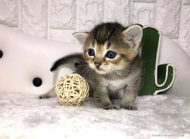 ID：2002-01047の子猫