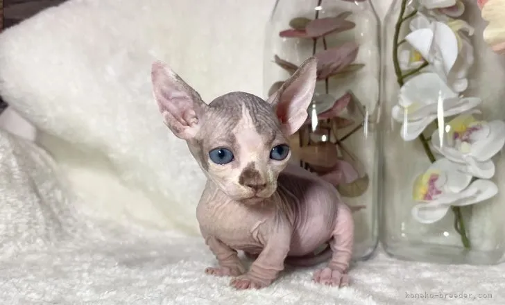 ID:2110-00170の子猫