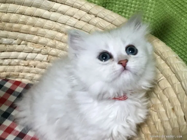 gotoyurica 様のお迎えした子猫