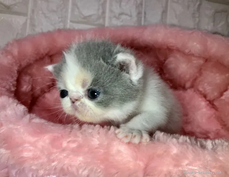 ID：1909-01474の子猫