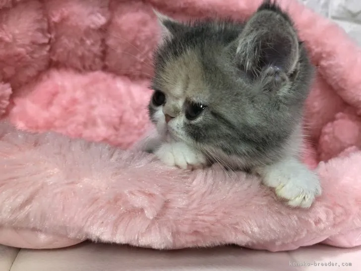 ID:1902-01205の子猫