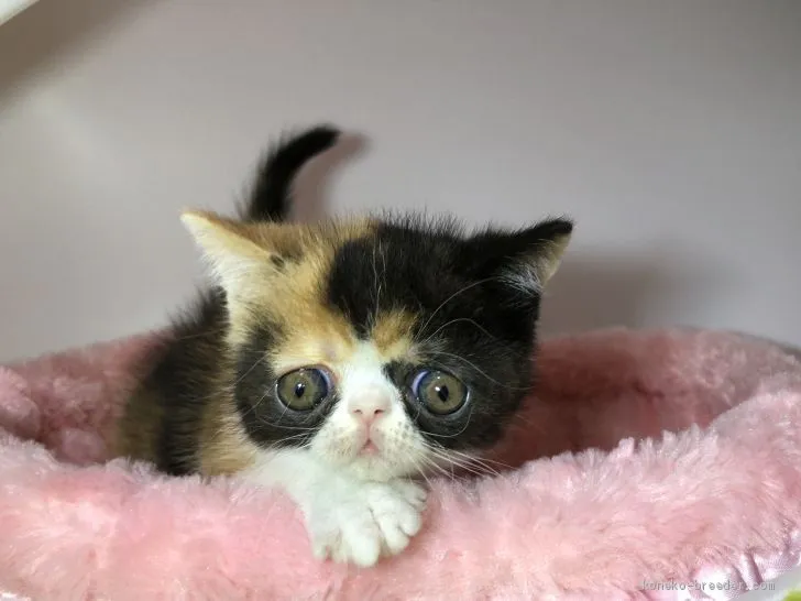 ID：1910-01683の子猫