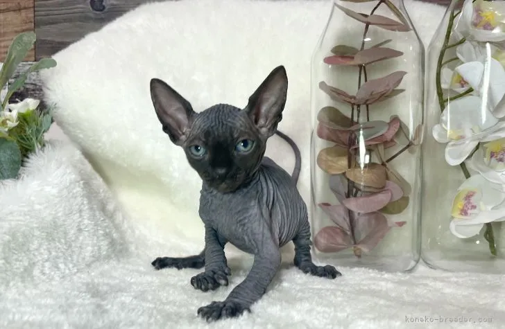 ID：2110-00169の子猫