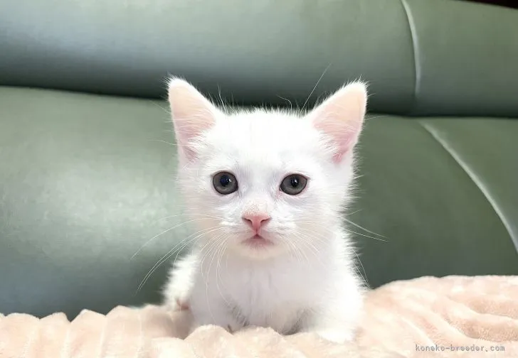 ID:2110-00295の子猫