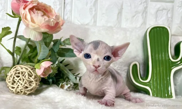 ID：2105-00380の子猫