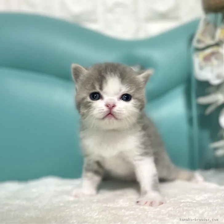 ID:2307-02968の子猫