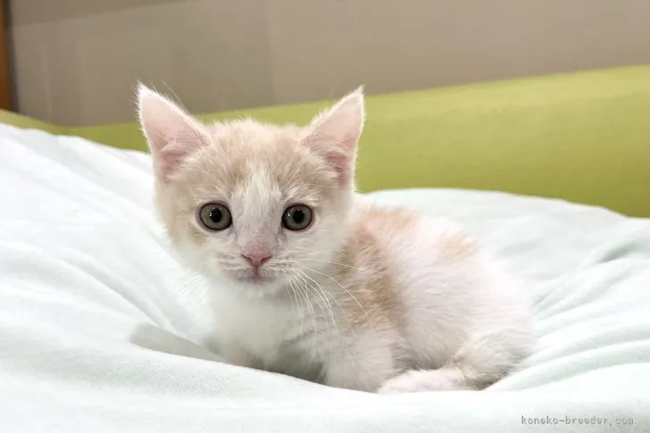 ID:2201-00991の子猫
