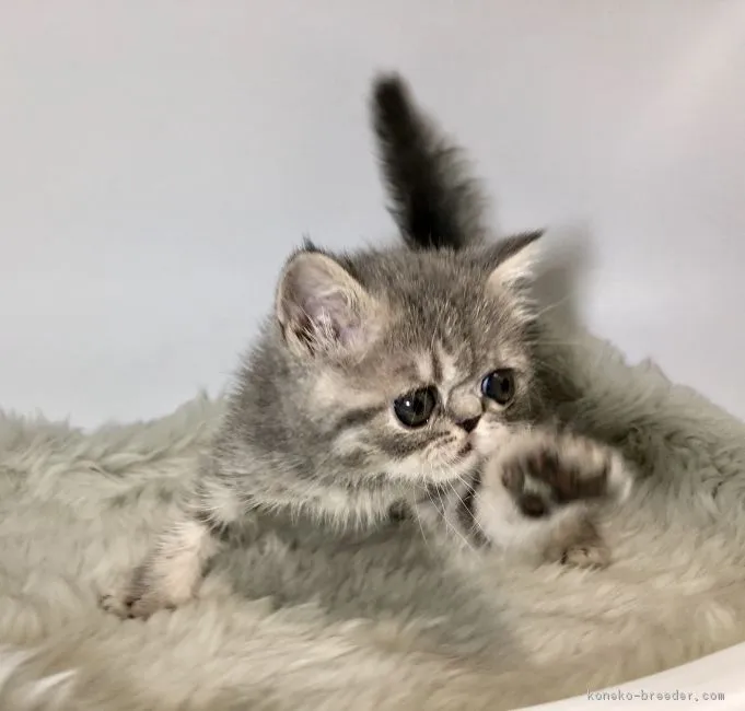 ユキ 様のお迎えした子猫