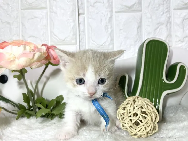 ID:2102-00305の子猫
