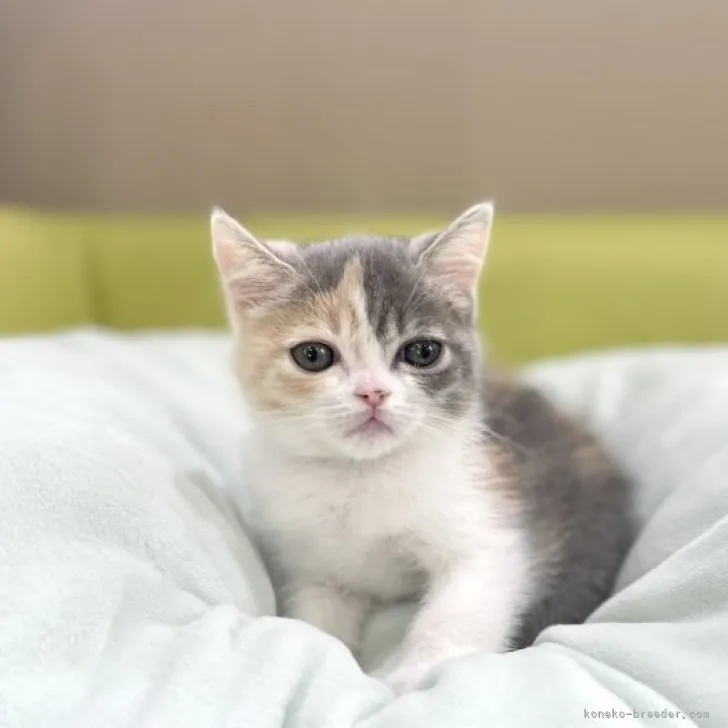 ID:2307-02972の子猫