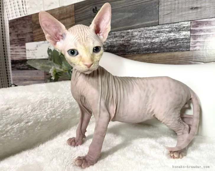 ID：2110-00235の子猫