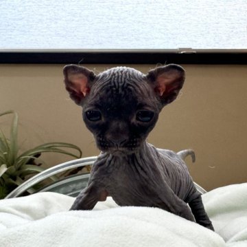 スフィンクス【岐阜県・男の子・2024年8月8日・ブラック】の写真「人気ブラックカラー」