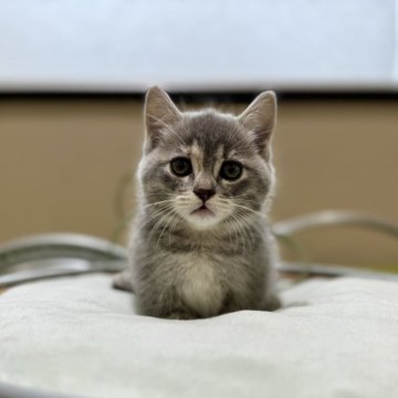 マンチカン(短足)【岐阜県・女の子・2024年5月8日・ブルーパッチドタビー（ショート）】の写真「極短足💫」