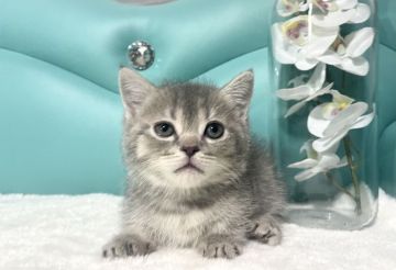 ミヌエット【岐阜県・男の子・2021年11月23日・ブルータビー（ショート）】の写真「人気カラー✨」