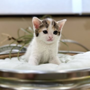 マンチカン(長足)【岐阜県・女の子・2024年5月6日・ブラウンパッチドタビーホワイト（ショート）】の写真「ホワイト多めな人気カラー💕」