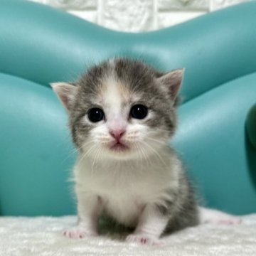 マンチカン(長足)【岐阜県・女の子・2024年5月8日・ブルーパッチドタビーホワイト】の写真「人気カラー💕」