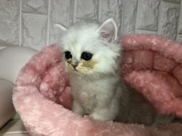 ペルシャ(チンチラ)【岐阜県・男の子・2019年10月10日・シルバー（ロング）】の写真「かわいい💕」
