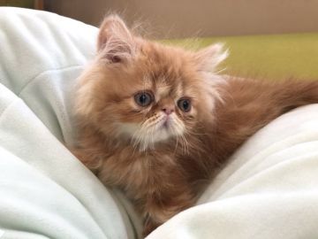 エキゾチックショートヘア【岐阜県・男の子・2020年2月26日・レッドタビー（ロング）】の写真「シルクな毛感触り💫」