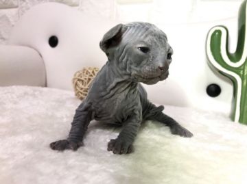 スフィンクス【岐阜県・女の子・2020年5月28日・ブルークリーム（無毛）】の写真「きれいなカラー✨」