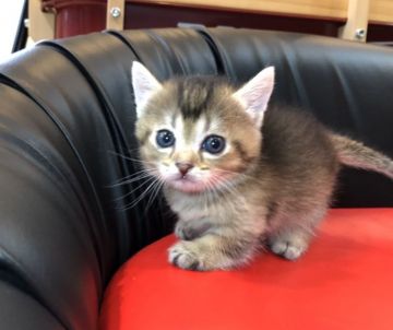 マンチカン(短足)【岐阜県・男の子・2020年5月30日・マンチカン】の写真「かわいい💕」