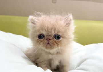 エキゾチックショートヘア【岐阜県・男の子・2021年9月18日・クリームタビー（ロング）】の写真「ふわもこ💕」