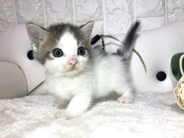 マンチカン(短足)【岐阜県・男の子・2020年6月10日・ブルータビーホワイト（ショート）】の写真「ブルータビーホワイト
淡くて明るめのカラー✨」