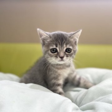 マンチカン(長足)【岐阜県・女の子・2023年6月29日・ブルーパッチドタビー（ショート）】の写真「めちゃかわ💕」