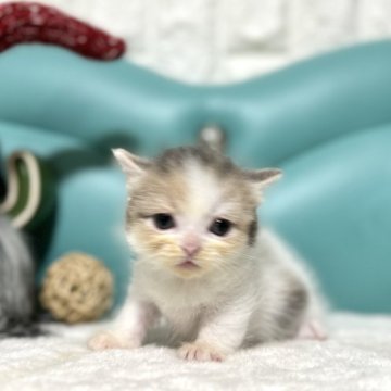 マンチカン(短足)【岐阜県・女の子・2024年3月17日・ダイリュートキャリコ】の写真「特別な人気カラー💕」
