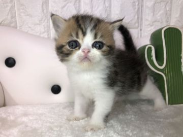 エキゾチックショートヘア【岐阜県・男の子・2019年11月27日・ブラウンタビーホワイト（ショート）】の写真「きれいなカラー✨」