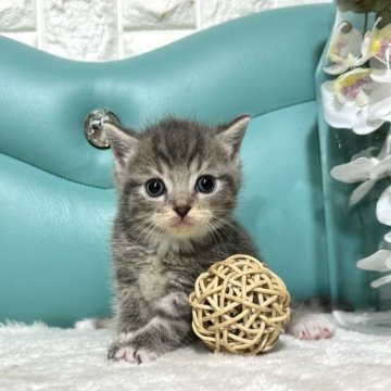 マンチカン(長足)【岐阜県・男の子・2024年3月17日・ブルータビーホワイト】の写真「淡いブルーカラー」