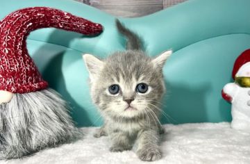 ミヌエット【岐阜県・女の子・2021年11月23日・ブルータビー】の写真「淡いカラー💕」