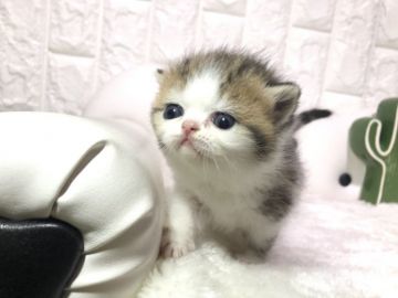 エキゾチックショートヘア【岐阜県・女の子・2020年2月5日・ブラウンタビーホワイト】の写真「きれいなカラー✨」