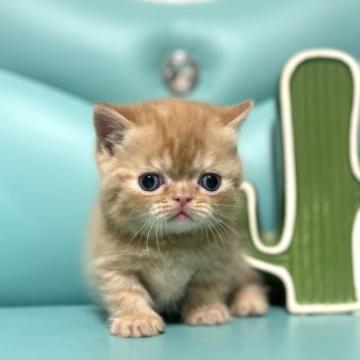 ミヌエット(短足)【岐阜県・男の子・2022年10月30日・レッドタビー（ショート）】の写真「極短足💕期間限定販売❣️」