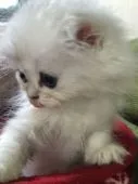 ペルシャ(チンチラ)【岐阜県・女の子・2015年4月9日・シルバー】の写真1「チンチラ　子猫　メス」