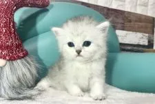 ペルシャ(チンチラ)【岐阜県・女の子・2021年11月26日・シルバー】の写真1「ふわふわ💕」