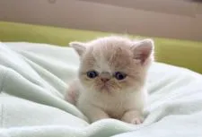 エキゾチックショートヘア【岐阜県・男の子・2021年6月10日・クリームタビーホワイト】の写真1「将来楽しみ💕」