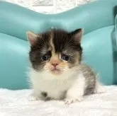 ミヌエット(短足)【岐阜県・女の子・2023年4月4日・キャリコ】の写真1「めちゃかわ💕」