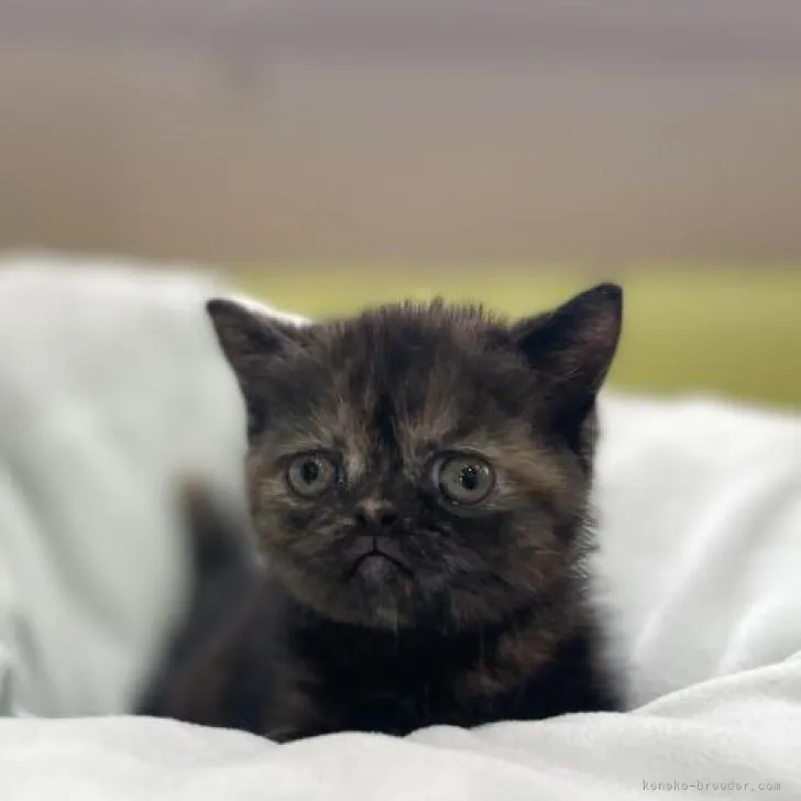 ID:2207-03004の子猫