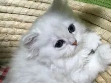 ペルシャ(チンチラ)【岐阜県・女の子・2015年12月11日・シルバー】の写真2「すまし顔」