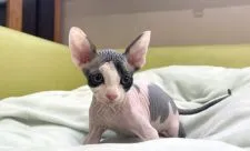 スフィンクス【岐阜県・女の子・2021年9月11日・ブラックホワイト】の写真2「甘えん坊な予感💕」