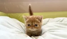 エキゾチックショートヘア【岐阜県・男の子・2021年3月22日・レッドタビー】の写真3「かわいい💕」