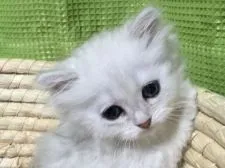 ペルシャ(チンチラ)【岐阜県・女の子・2015年12月11日・シルバー】の写真3「甘えた眼差し😊」