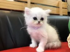 ペルシャ(チンチラ)【岐阜県・女の子・2020年6月15日・シルバー】の写真4「いいお顔💕」
