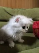 ペルシャ(チンチラ)【岐阜県・女の子・2015年4月9日・シルバー】の写真4「チンチラ　子猫　メス」