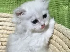 ペルシャ(チンチラ)【岐阜県・女の子・2015年12月11日・シルバー】の写真4「舌出した仕草がまた…」